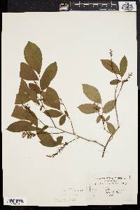 Leucothoe racemosa image