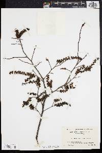 Leucothoe racemosa image