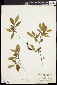 Leucothoe racemosa image