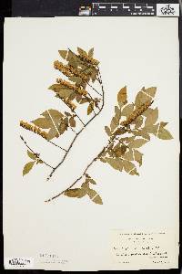 Leucothoe racemosa image