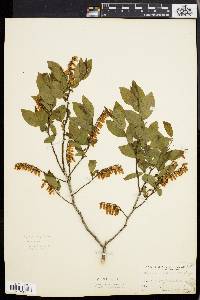 Leucothoe racemosa image