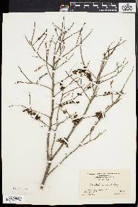 Leucothoe racemosa image