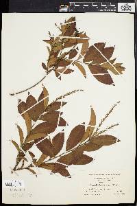 Leucothoe racemosa image