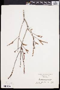 Leucothoe racemosa image