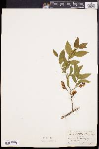 Leucothoe racemosa image