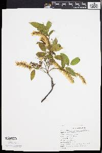 Leucothoe racemosa image