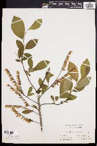Leucothoe racemosa image
