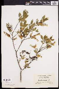 Leucothoe racemosa image