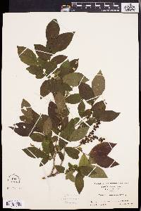 Leucothoe racemosa image