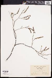 Leucothoe racemosa image