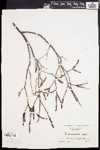 Leucothoe racemosa image