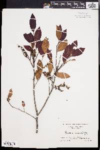 Leucothoe racemosa image