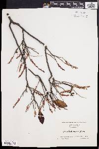 Leucothoe racemosa image