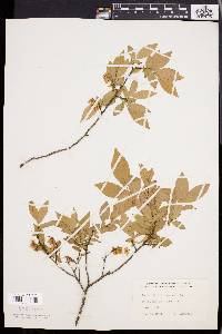 Leucothoe racemosa image