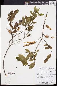 Leucothoe racemosa image