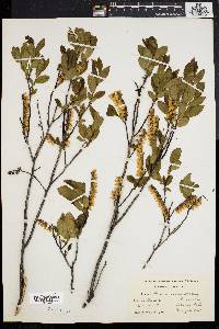 Leucothoe racemosa image
