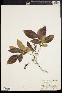 Leucothoe racemosa image