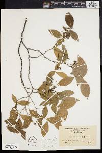 Leucothoe racemosa image