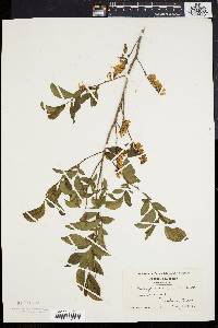 Leucothoe racemosa image