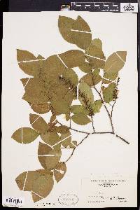 Leucothoe racemosa image