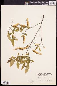 Leucothoe racemosa image