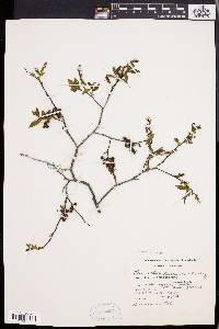 Leucothoe racemosa image