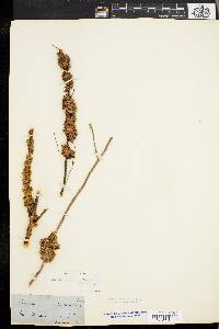 Cuscuta compacta image