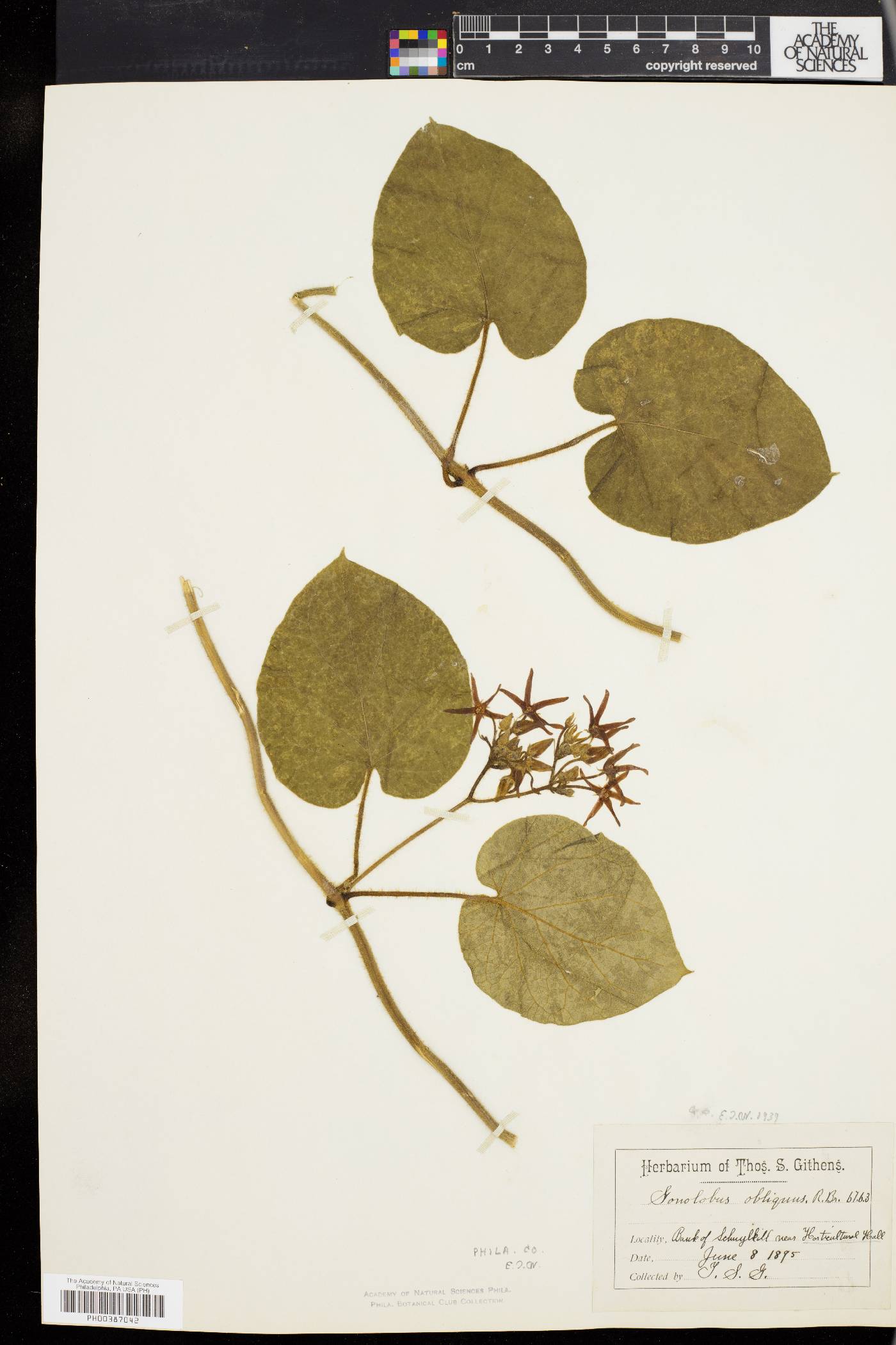 Gonolobus obliquus image