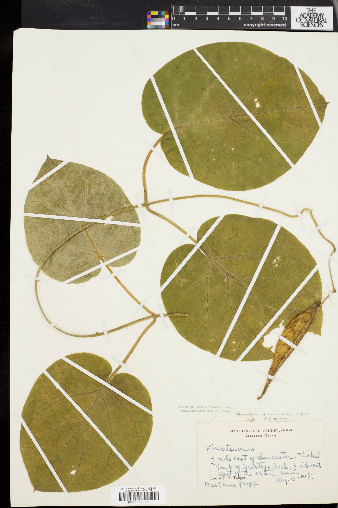 Gonolobus obliquus image