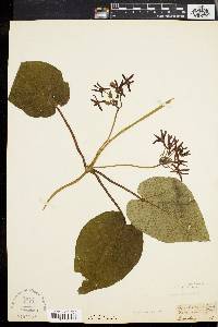 Matelea obliqua image