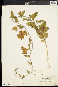 Convolvulus japonicus image