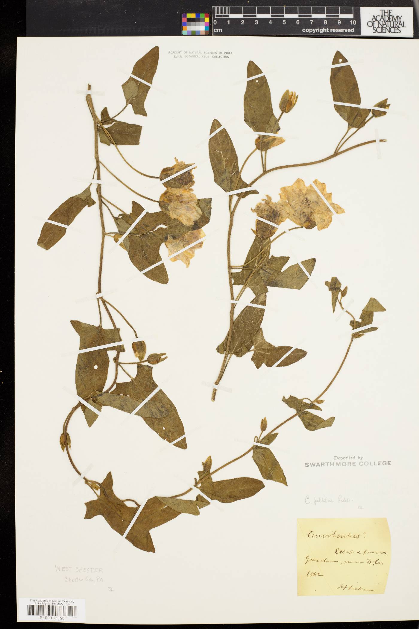 Convolvulus japonicus image