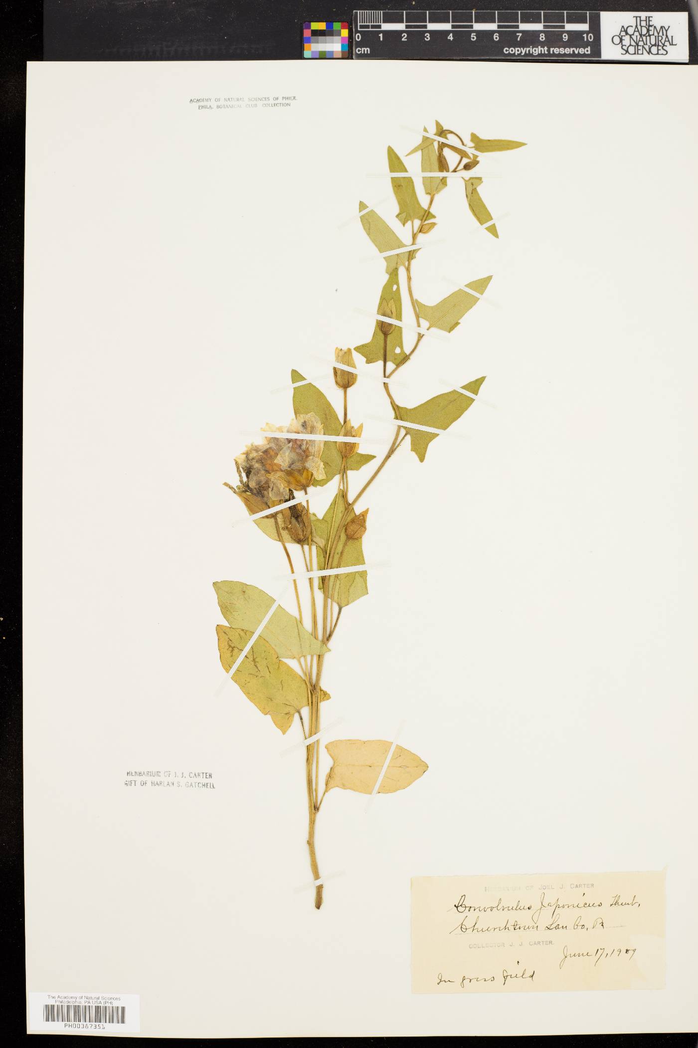 Convolvulus japonicus image