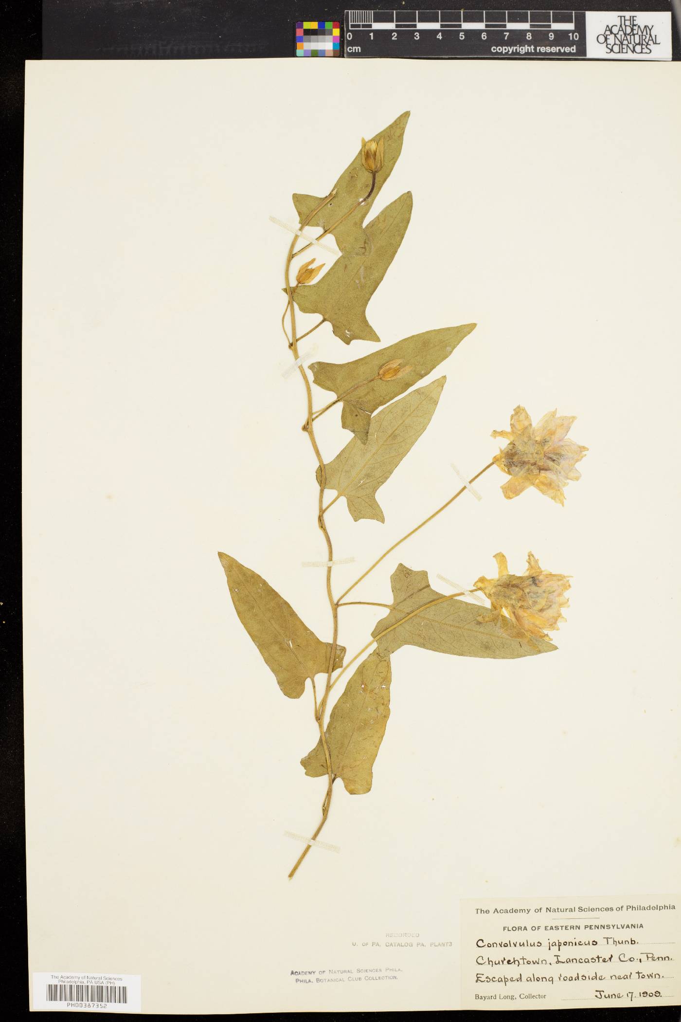 Convolvulus japonicus image