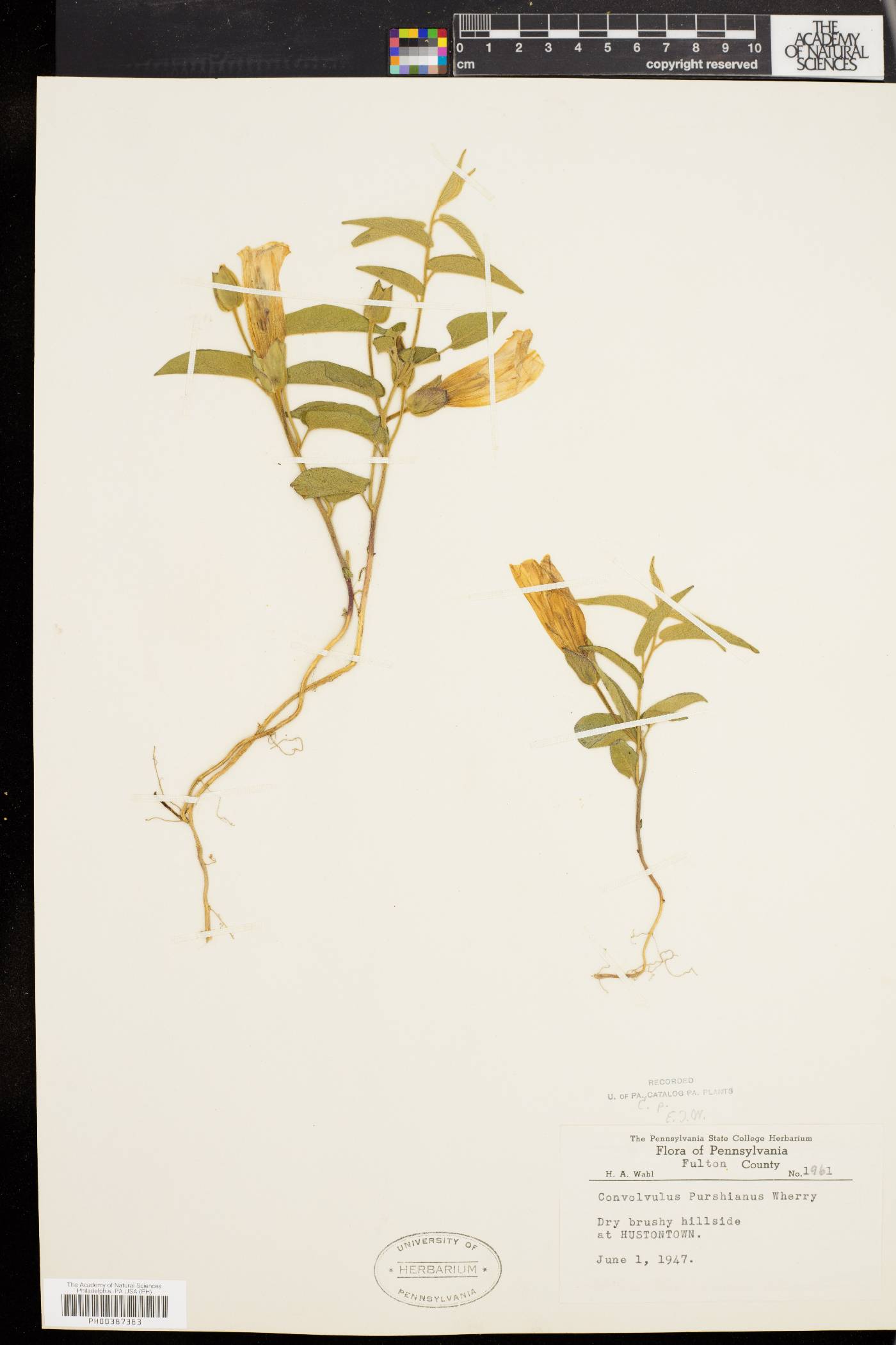 Convolvulus purshianus image