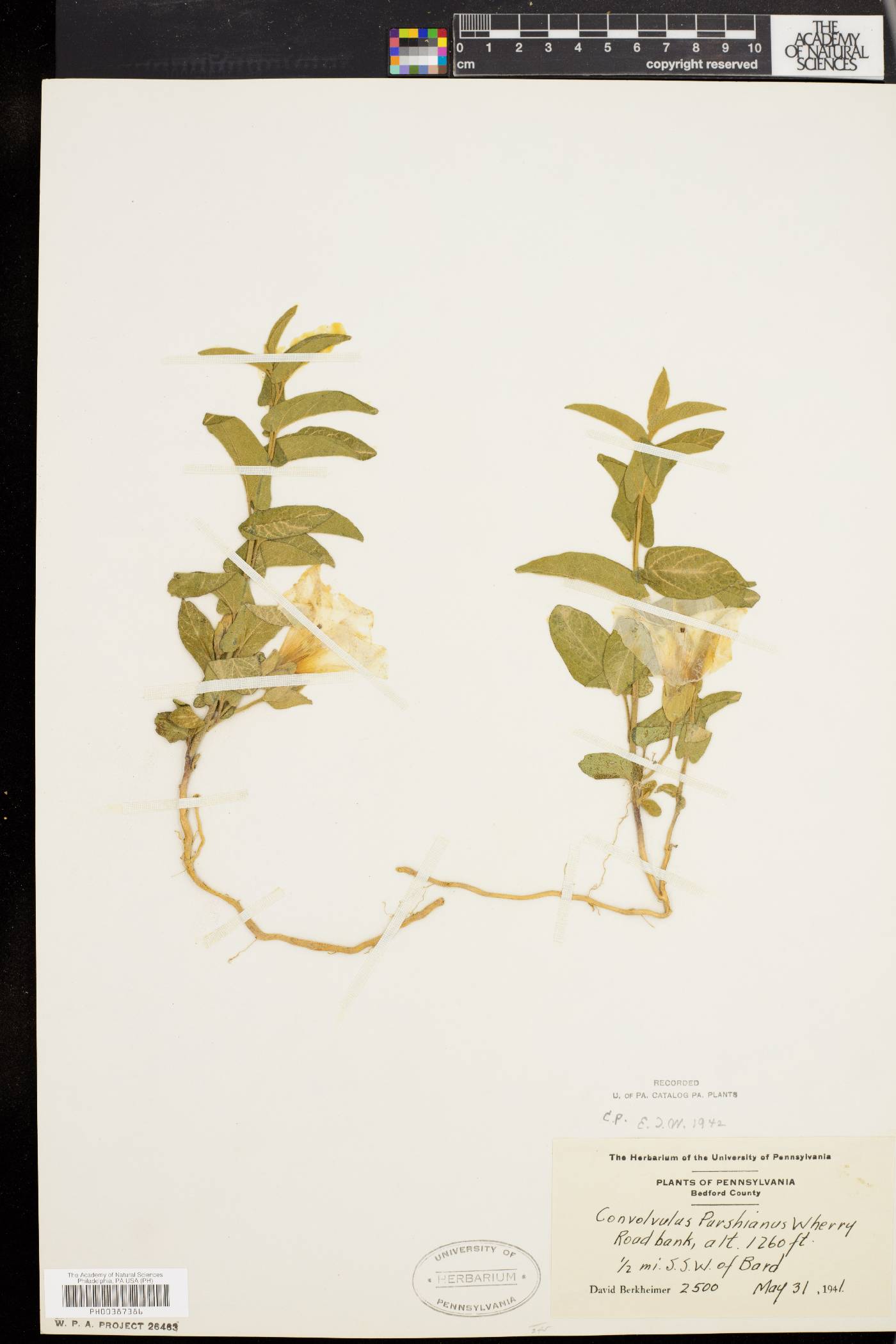 Convolvulus purshianus image