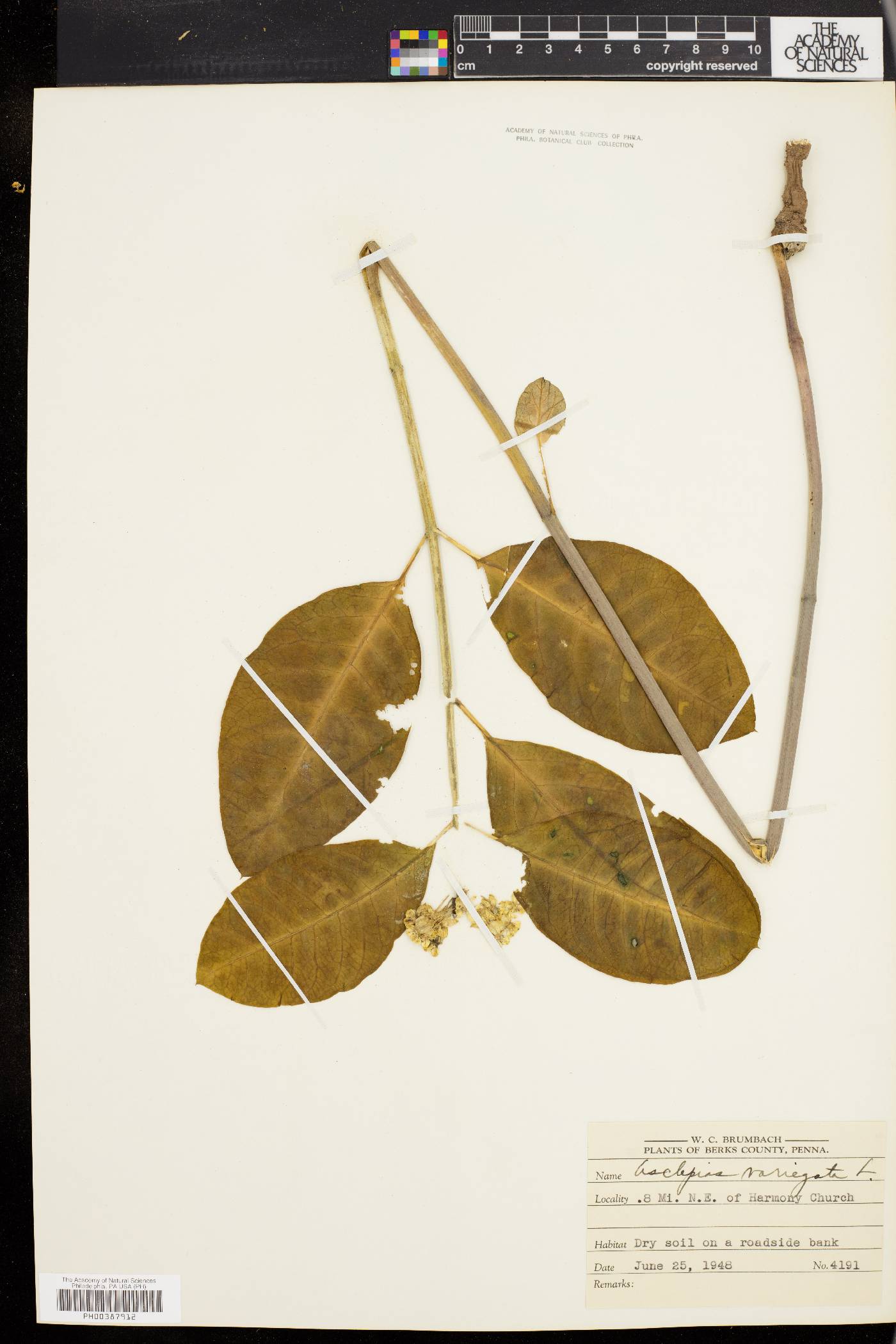 Asclepias variegata image