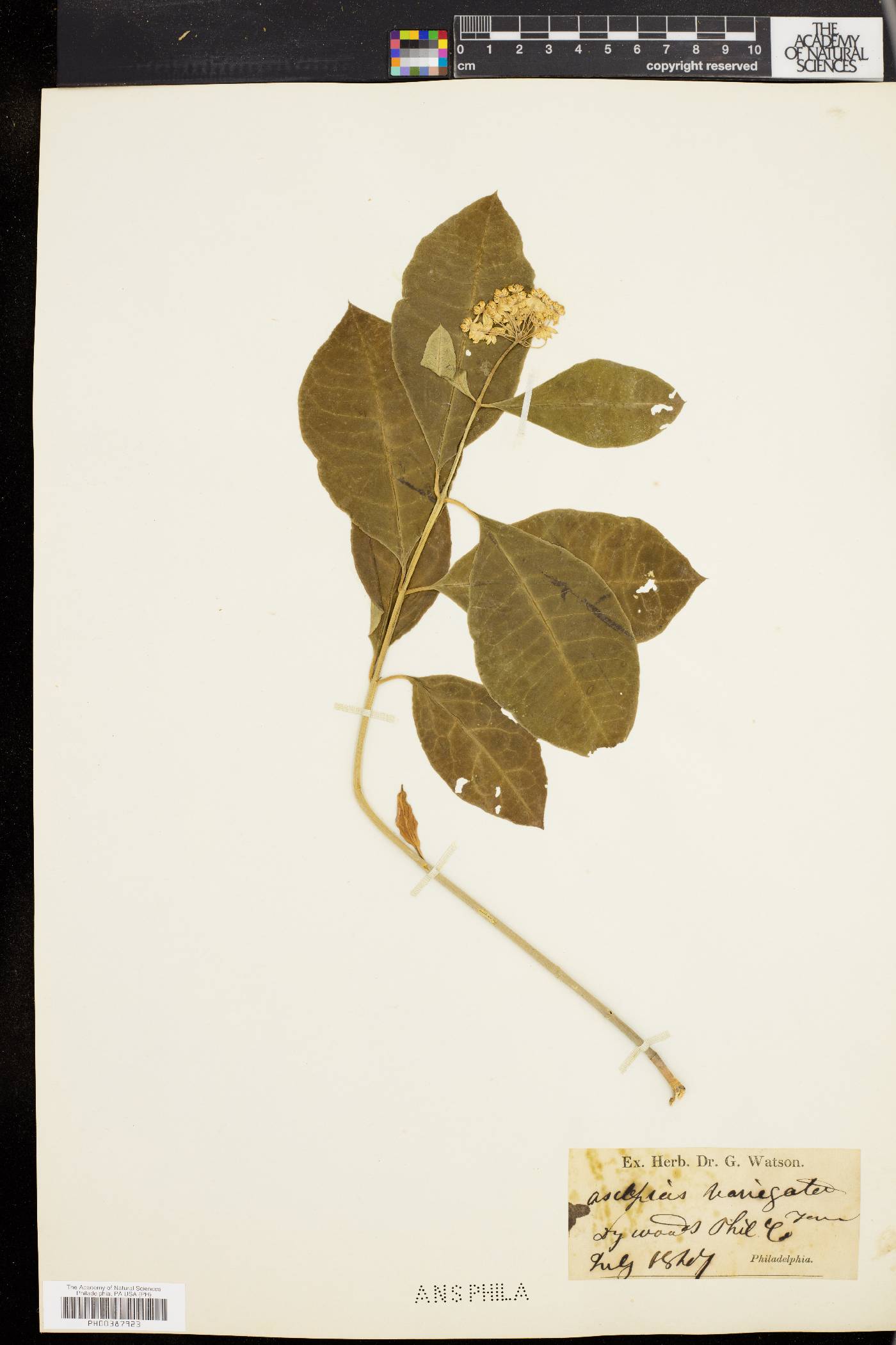 Asclepias variegata image
