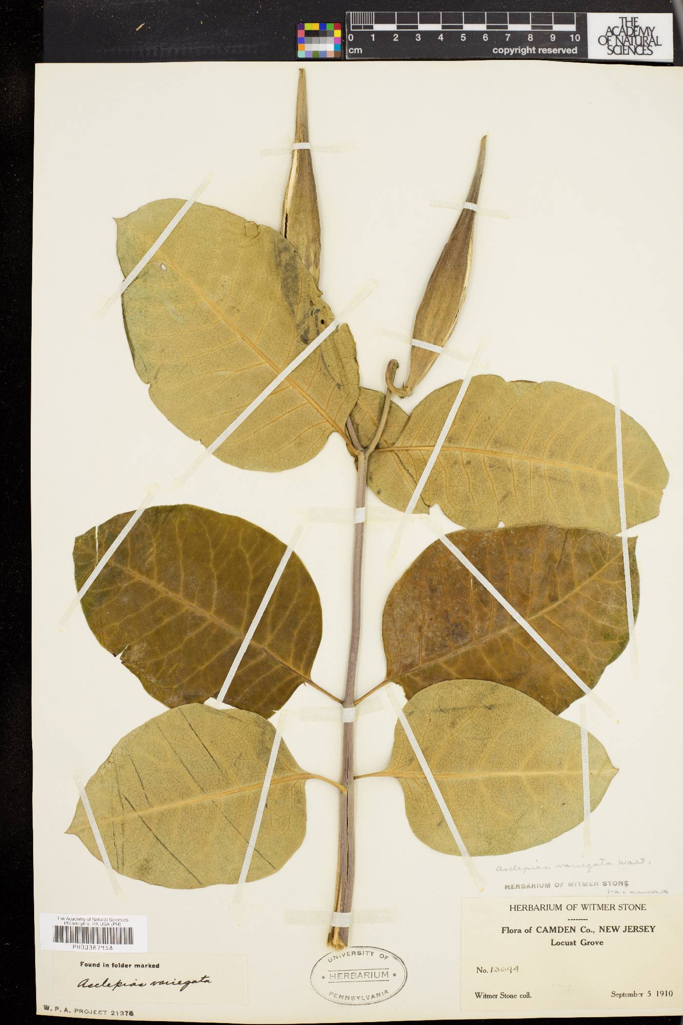 Asclepias variegata image