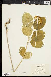 Asclepias variegata image