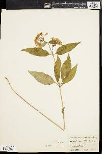 Asclepias quadrifolia image