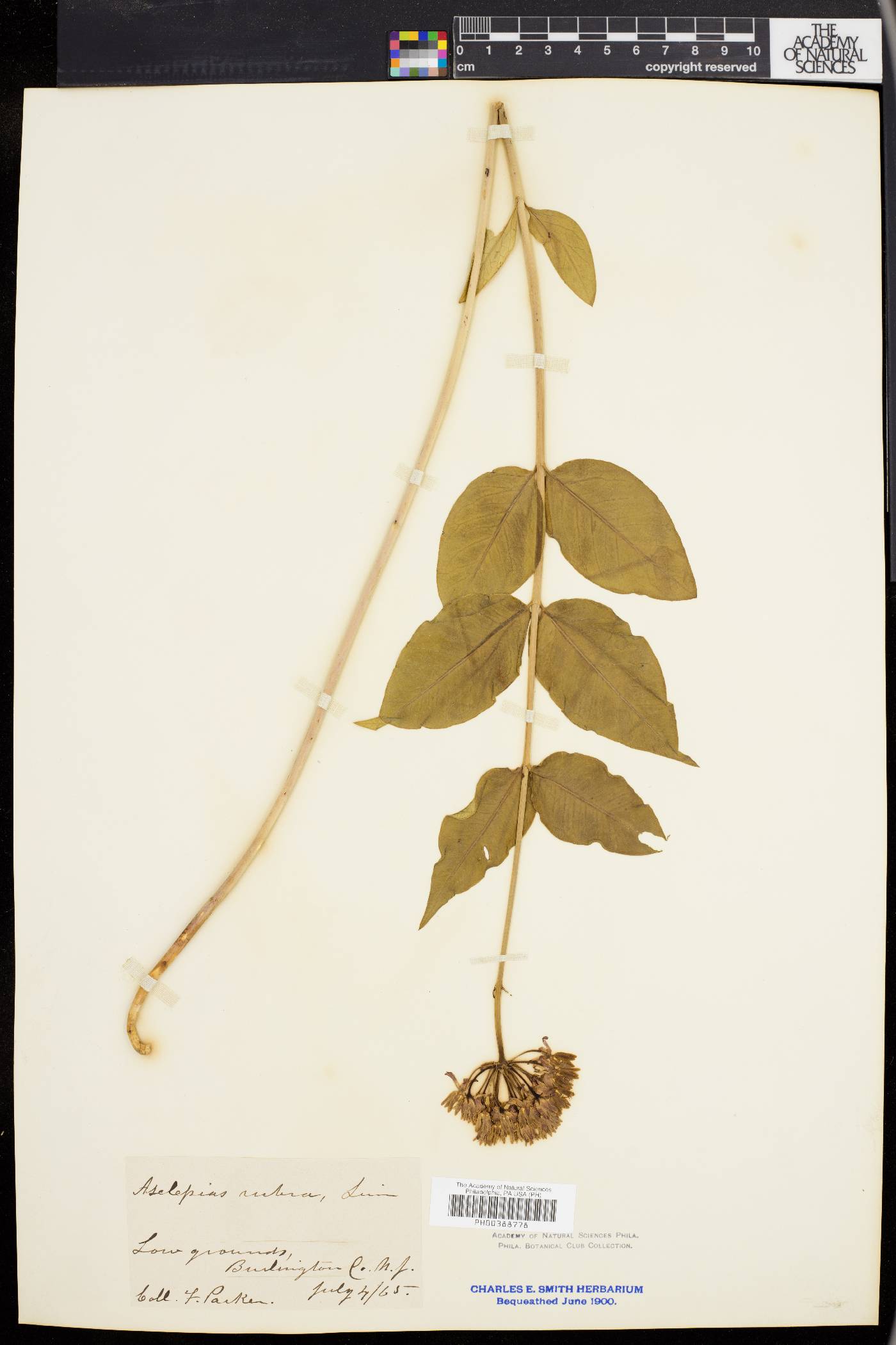 Asclepias rubra image