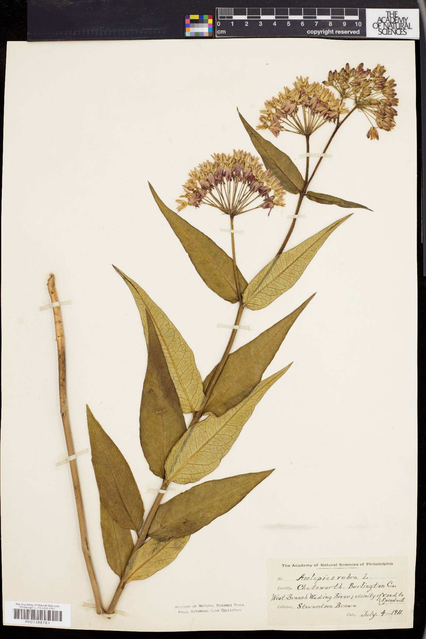 Asclepias rubra image