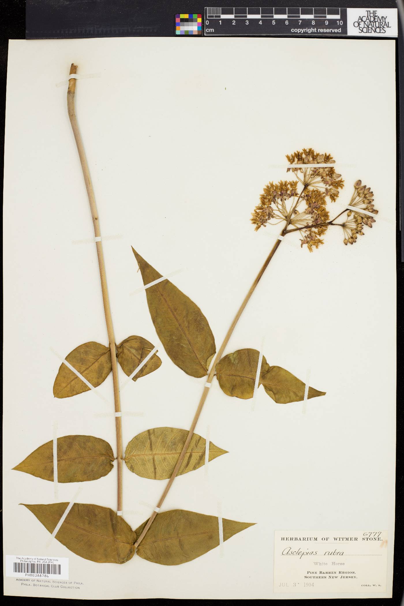 Asclepias rubra image