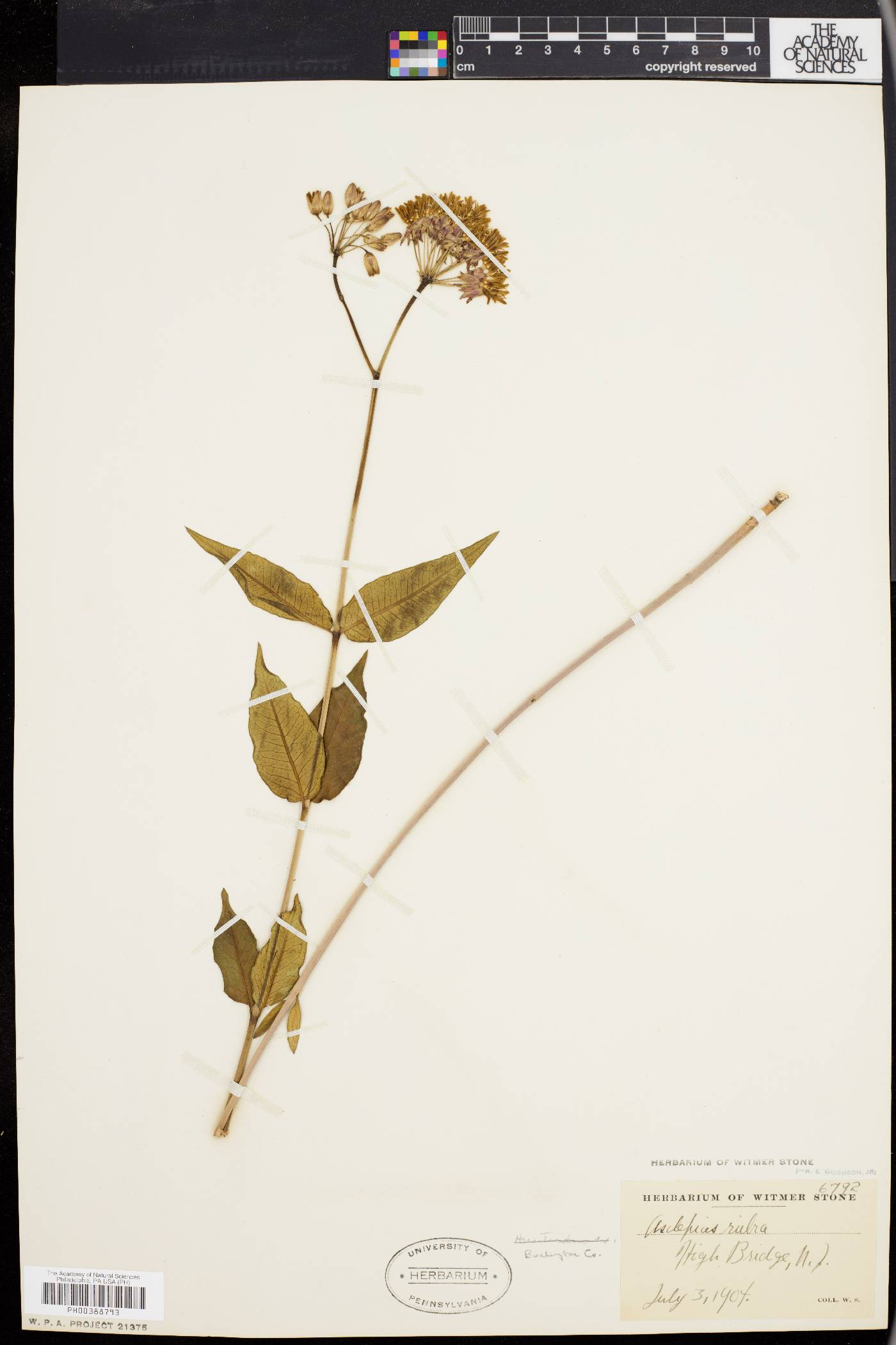 Asclepias rubra image