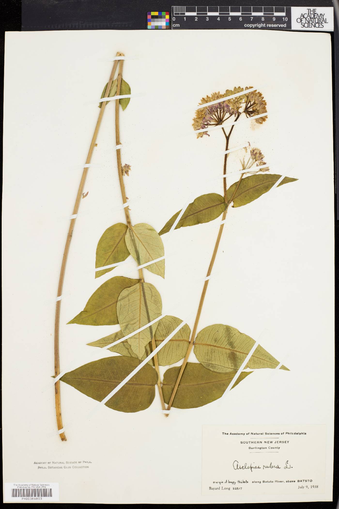 Asclepias rubra image