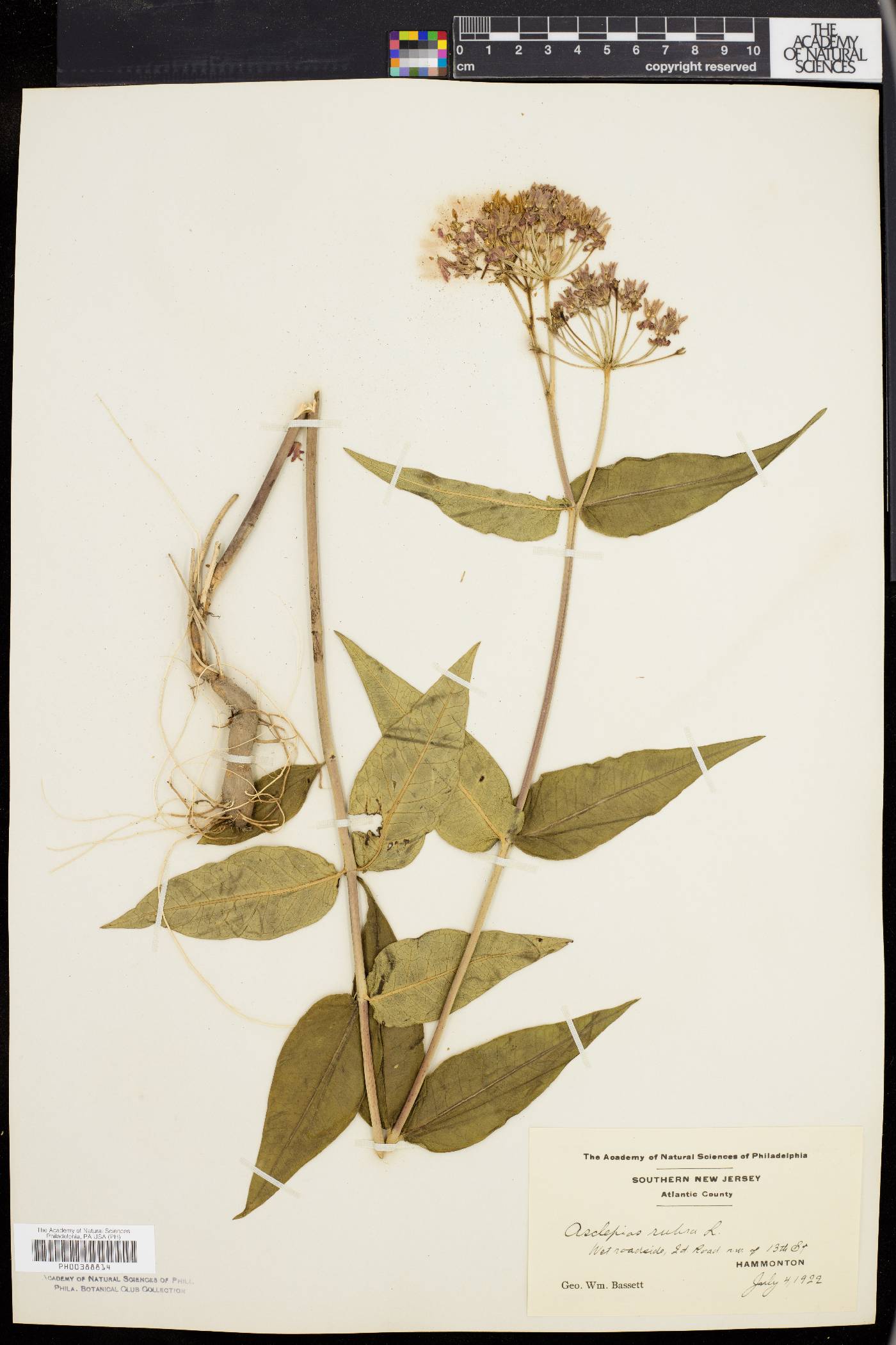 Asclepias rubra image