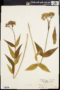 Asclepias rubra image