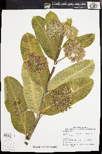 Asclepias syriaca image