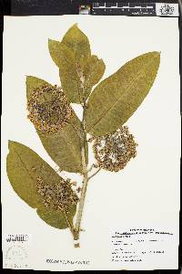 Asclepias syriaca image